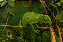 Flap-necked chameleon (Chamaeleo dilepis) foraging for prey in bush. Gorongosa National Park, Mozambique