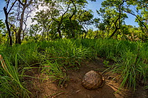 Ground pangolin (Smutsia temminckii) foraging for termites, taken during a biodiversity survey in Gorongosa National Park, Mozambique.