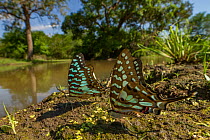 Several species of butterfly from the genus Graphium 'puddling' in Gorongosa National Park, Mozambique.