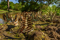 Several species of butterfly from the genus Graphium 'puddling' in Gorongosa National Park, Mozambique.