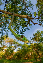Spotted bush snake (Philothamnus semivariegatus) hanging from a bush in Gorongosa National Park, Mozambique. Cropped image.
