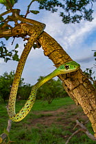 Spotted bush snake (Philothamnus semivariegatus) hanging from a bush in Gorongosa National Park, Mozambique.