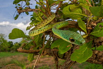 Spotted bush snake (Philothamnus semivariegatus) hanging from a bush in Gorongosa National Park, Mozambique.
