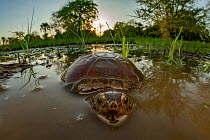 East African black mud turtle (Pelusios subniger) in seasonal pond. Gorongosa National Park, Mozambique. Cropped image