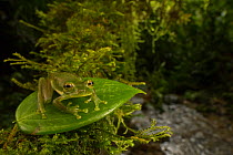 Emerald glass frog (Espaderana prosoblepon) at Las Cruces Biological Station, Costa Rica.