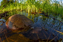 East African black mud turtle (Pelusios subniger) in seasonal pond. Gorongosa National Park, Mozambique.