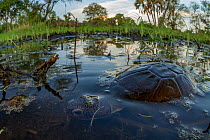 East African black mud turtle (Pelusios subniger) in seasonal pond. Gorongosa National Park, Mozambique.