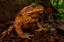Cane toad (Rhinella marina) in native habitat. Las Cruces Biological Station, Costa Rica.