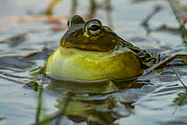 African bullfrog (Pyxicephalus edulis) male calling for mate in newly formed seasonal pond, Gorongosa National Park, Mozambique