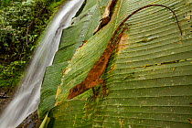 Neotropical green anole (Norops biporcatus) on a leaf at Las Cruces Biological Station, Costa Rica.