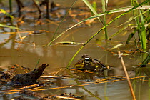 African bullfrogs (Pyxicephalus edulis) male calling for a mate, Gorongosa National Park, Mozambique