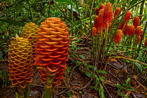 Beehive ginger plant (Zingiber spectabile) flowers Las Cruces Biological Station, Costa Rica.