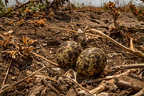 Collared pratincole (Glareola pratincola) eggs camouflaged on the floodplain, Gorongosa National Park, Mozambique.