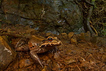 Savage's thin-toed frog (Leptodactylus savagei) camouflaged, Costa Rica.