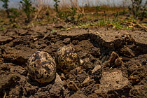 Collared pratincole (Glareola pratincola) eggs camouflaged on the floodplain, Gorongosa National Park, Mozambique.