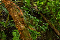 Black iguana (Ctenosaurus similis) juvenile. Juveniles of this species black iguanas are arboreal and very cryptic in order to avoid predators. Costa Rica
