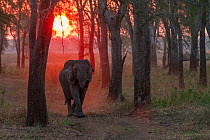 African elephant (Loxodonta africana) tuskless adult female in woodland  at sunset, Gorongosa National Park, Mozambique. The park experienced heavy poaching during the Mozambican Civil War, and elepha...
