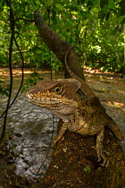 Basilisk (Basiliscus basiliscus) young male sitting on a branch in the Central Pacific Conservation Area, Costa Rica.