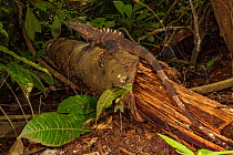 Black iguana (Ctenosaurus similis) in rainforest, whilst juveniles are arboreal adults of this species are ground dwelling. Costa Rica