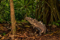 Black iguana (Ctenosaurus similis) in rainforest, whilst juveniles are arboreal adults of this species are ground dwelling. Costa Rica