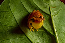 Hourglass tree frog (Dendropsophus ebraccatus) male calling for mate, Carara National Park, Costa Rica.