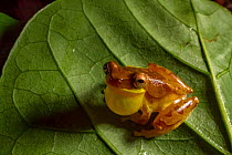 Hourglass tree frog (Dendropsophus ebraccatus) male calling for mate, Carara National Park, Costa Rica.