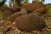 Close up of underside of foot of dead African elephant (Loxodonta africana), a  young male which died  after being shot in the leg, probably by poachers. Mozambique