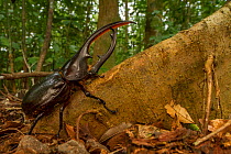 Hercules beetle (Dynastes hercules) near Monteverde, Costa Rica.