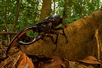 Hercules beetle (Dynastes hercules) near Monteverde, Costa Rica.