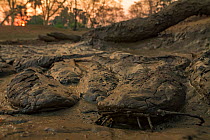 African sharptooth catfish (Clarias gariepinus) in mud in the dry season. These fish can breath air, helping them survive in drying ponds in this highly seasonal ecosystem. Gorongosa National Park, Mo...
