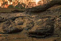 African sharptooth catfish (Clarias gariepinus) in mud in the dry season. These fish can breath air, helping them survive in drying ponds in this highly seasonal ecosystem. Gorongosa National Park, Mo...