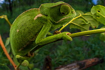 Flap-necked chameleon (Chamaeleo dilepis) foraging for prey in bush. Gorongosa National Park, Mozambique