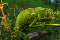 Flap-necked chameleon (Chamaeleo dilepis) foraging for prey in bush. Gorongosa National Park, Mozambique Sequence showing the chameleon walking and movement of the eyes. 6 of 6.