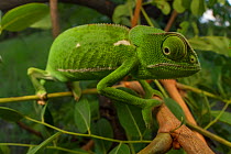 Flap-necked chameleon (Chamaeleo dilepis) foraging for prey in bush. Gorongosa National Park, Mozambique Sequence showing the chameleon walking and movement of the eyes. 5 of 6.