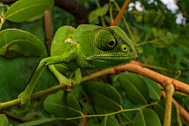 Flap-necked chameleon (Chamaeleo dilepis) foraging for prey in bush. Gorongosa National Park, Mozambique Sequence showing the chameleon walking and movement of the eyes. 4 of 6.
