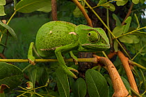 Flap-necked chameleon (Chamaeleo dilepis) foraging for prey in bush. Gorongosa National Park, Mozambique Sequence showing the chameleon walking and movement of the eyes. 3 of 6.