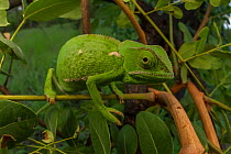 Flap-necked chameleon (Chamaeleo dilepis) foraging for prey in bush. Gorongosa National Park, Mozambique Sequence showing the chameleon walking and movement of the eyes. 2 of 6.
