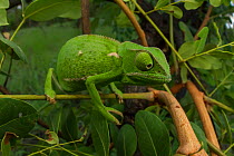Flap-necked chameleon (Chamaeleo dilepis) foraging for prey in bush. Gorongosa National Park, Mozambique Sequence showing the chameleon walking and movement of the eyes. 1 of 6.