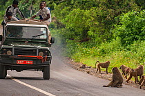 Olive baboon troop (Papio anubis) just outside the gates of Lake Manyara National Park, Tanzania. Human-baboon conflict is common in this area, where the baboons steal fruits from gardens and even bre...