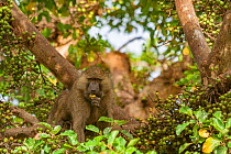 Olive baboon (Papio anubis) eating ripe fruit in a fig tree (Ficus sp.) outside of Lake Manyara National Park, Tanzania.