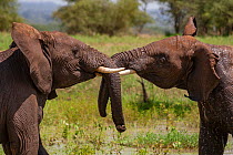 African elephant (Loxodonta africana) bulls play fighting with each other in Tarangire National Park, Tanzania.