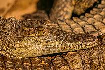 Nile crocodiles (Crocodylus niloticus) close up, basking sun, St. Lucia, South Africa. Captive at the St. Lucia Crocodile Centre.