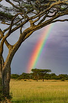 Rainbow above Umbrella thorn acacia (Vachellia tortilis) Serengeti National Park, Tanzania.