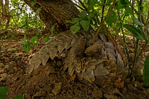 Ground pangolin (Smutsia temminckii) curling up to rest on a termite mound in Gorongosa National Park, Mozambique. Taken shortly after the pangolin was released back into the wild.