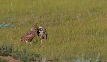 Burrowing owl (Athene cunicularia) adult feeding chick, Grasslands National Park, Val Marie, Saskatchewan, Canada. July