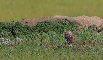 Burrowing owl (Athene cunicularia) with prey, Grasslands National Park, Val Marie, Saskatchewan, Canada. July