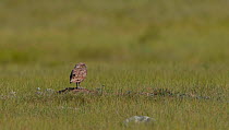 Burrowing owl (Athene cunicularia) on ground,  Grasslands National Park, Val Marie, Saskatchewan, Canada. July