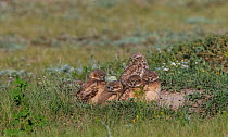 Burrowing owl (Athene cunicularia) adult with chicks, Grasslands National Park, Val Marie, Saskatchewan, Canada. July