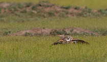 Burrowing owl (Athene cunicularia) hunting, Grasslands National Park, Val Marie, Saskatchewan, Canada. July