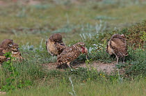 Burrowing owl (Athene cunicularia) adult with prey, surrounded by chicks, Grasslands National Park, Val Marie, Saskatchewan, Canada. July